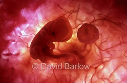 8 week human embryo backlit