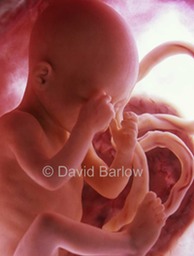 24 week human foetus model